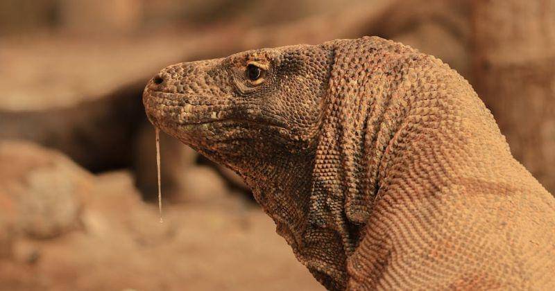 Pexels/Fajar Setiawan